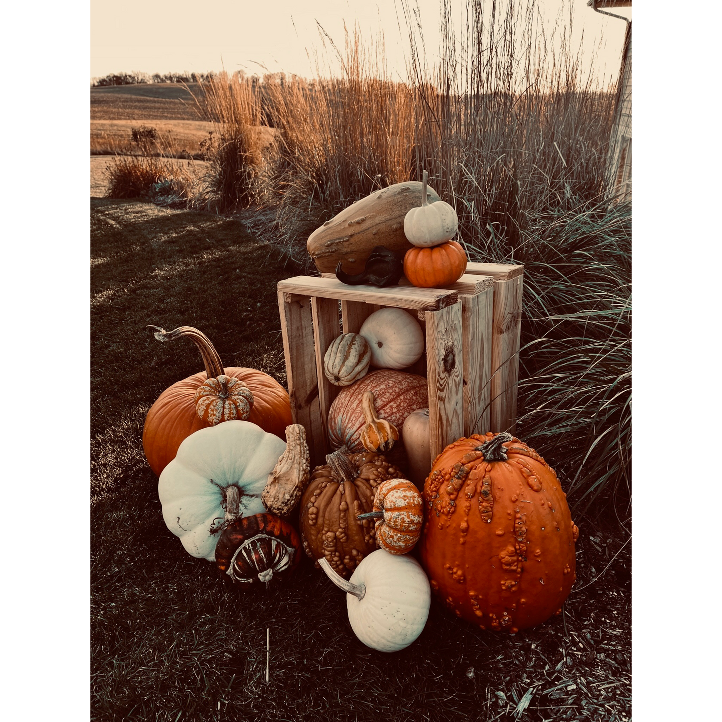Pumpkin Package #5